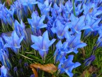 Big mid blue flowers